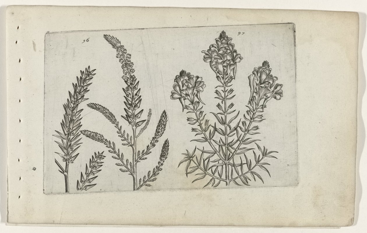 Tamaryšek ve vlasbekje Know the Lilies (název série) od Crispijn van de Passe (I) (attributed to)