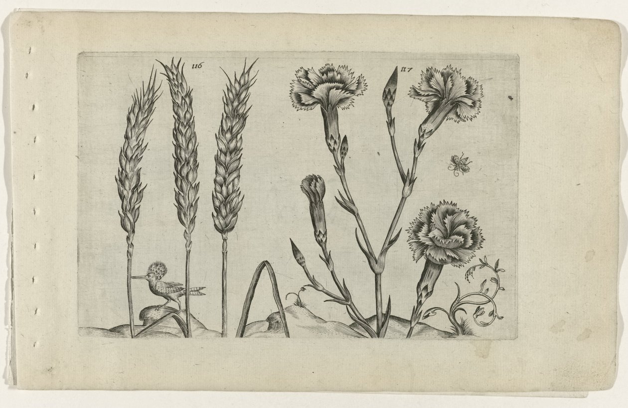 Tarwe en tuinanjer Know the Lilies (název série) od Crispijn van de Passe (I) (attributed to)