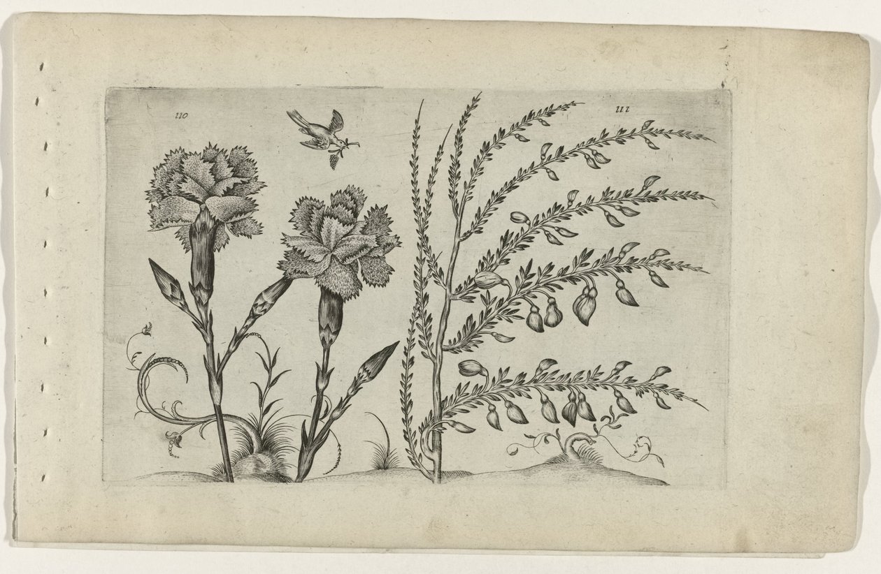 Tuinanjer en brem Know the Lilies (název série) od Crispijn van de Passe (I) (attributed to)