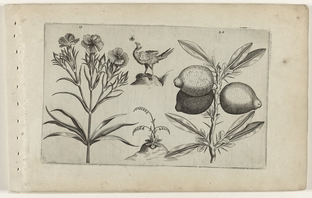 Tuinanjer a citroen Know the Lilies (název série) od Crispijn van de Passe (I) (attributed to)