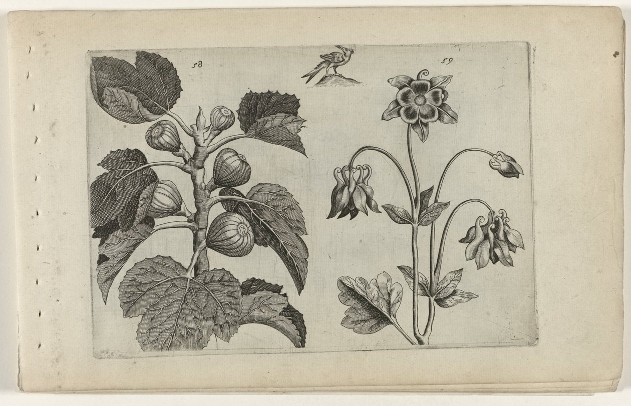 Fíkovník a divoká kolumbína Cognoscite lilia (název série) od Crispijn van de Passe (I) (attributed to)