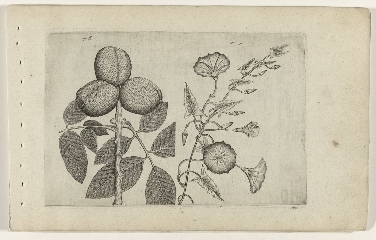 Walnootboom a akkerwinde Know the Lilies (název série) od Crispijn van de Passe (I) (attributed to)