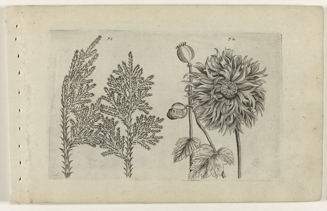 Sedm strom a spící koule Cognoscite lilia (název série) od Crispijn van de Passe (I) (attributed to)