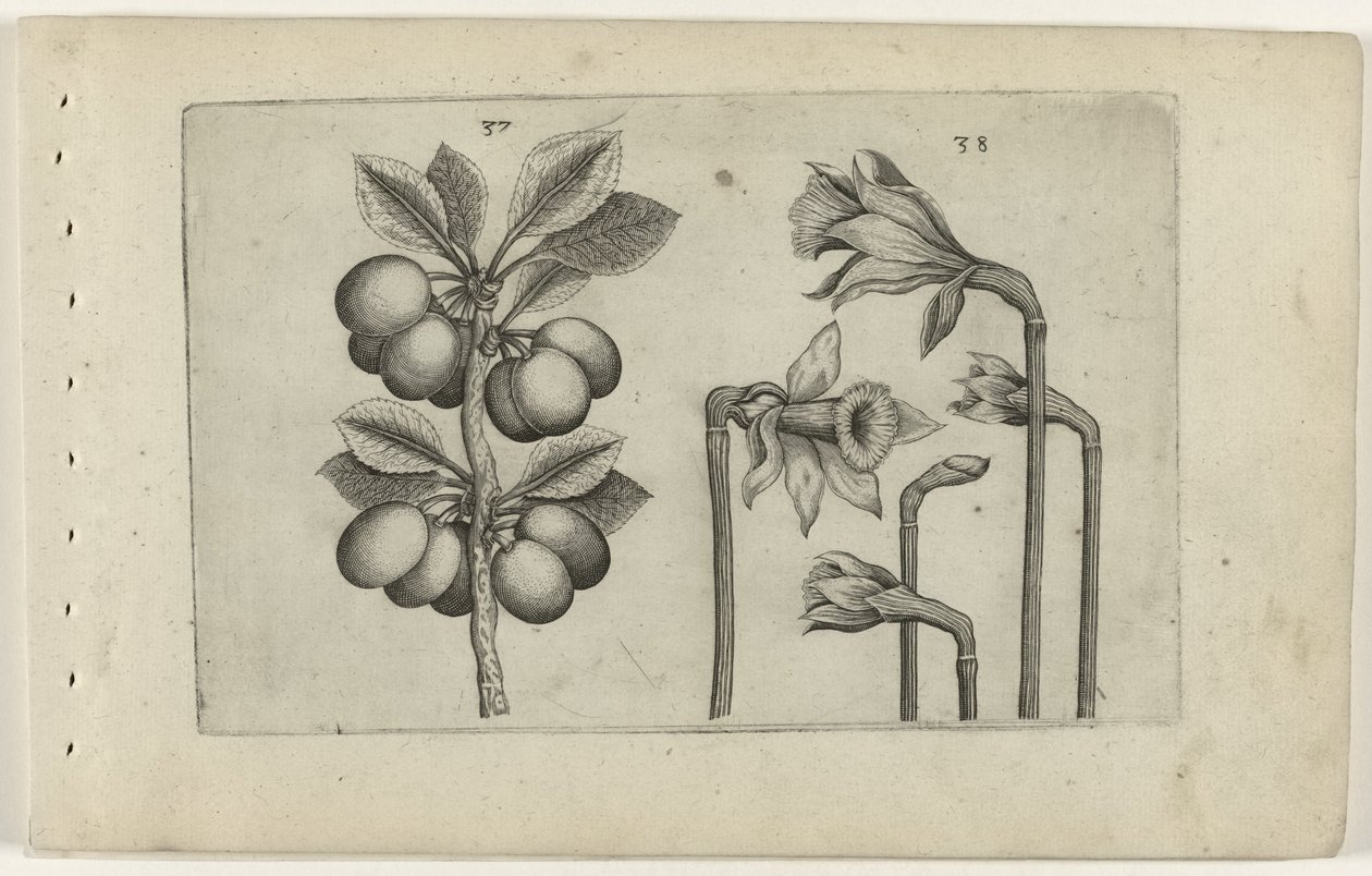 Zure kers en wilde narcisy Know the Lilies (název série) od Crispijn van de Passe (I) (attributed to)