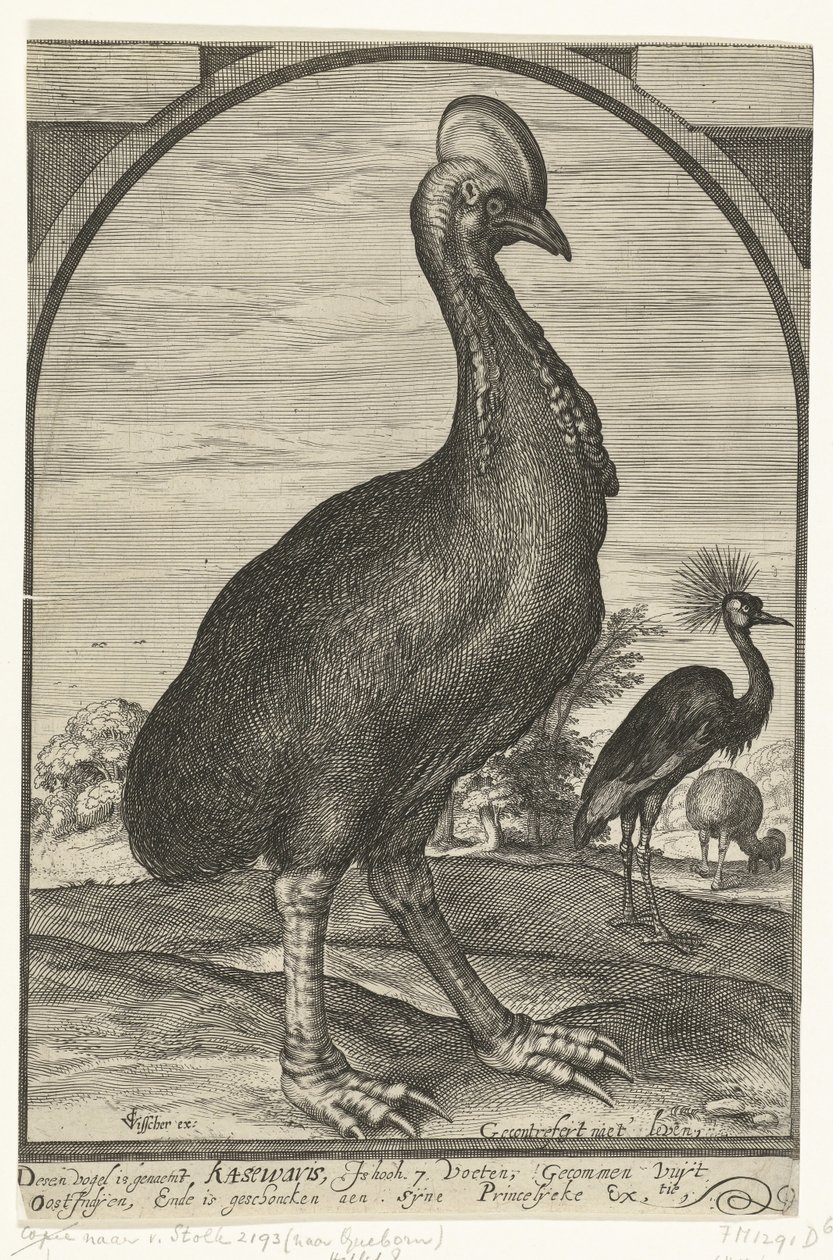 Cassowary, kterou přinesl Willem Jacobsz. z Východní Indie a dán princi Mauritsovi, 1614 od Crispijn van den Queborn (attributed to)