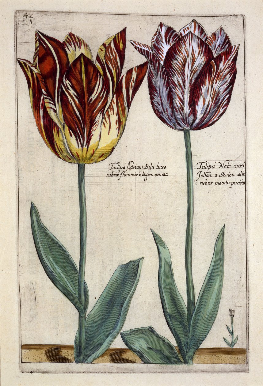Tulipa Adriani Bilsi a Tulipa Nob viri Johan a Seulen, z 