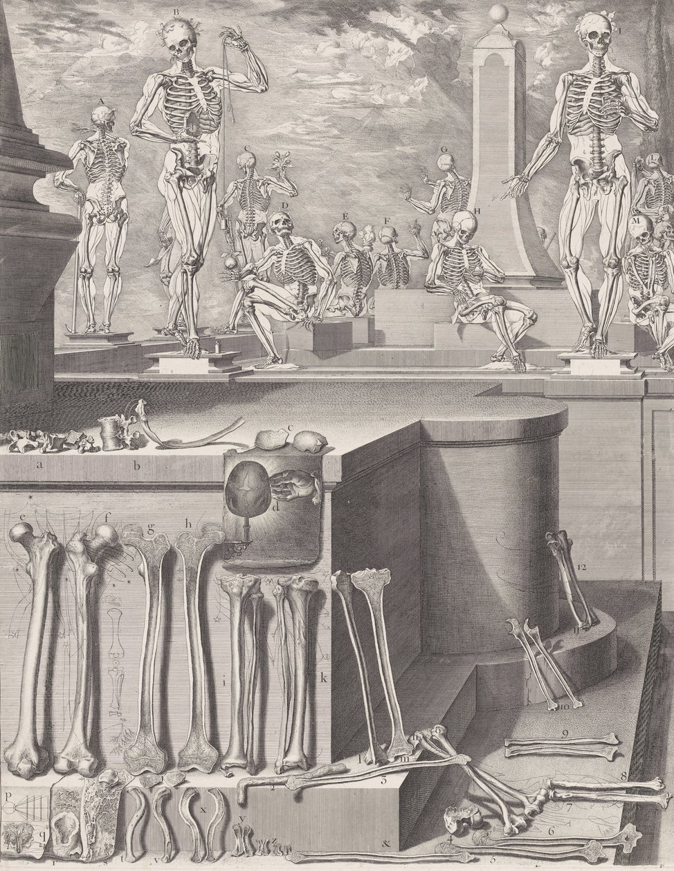 Deska pro ‚Atlas Anatomico‘ nezveřejněna, Deska ca. 1680-9..., Deska ca. 1680-94, vytištěno 1740. od Crisóstomo Martínez