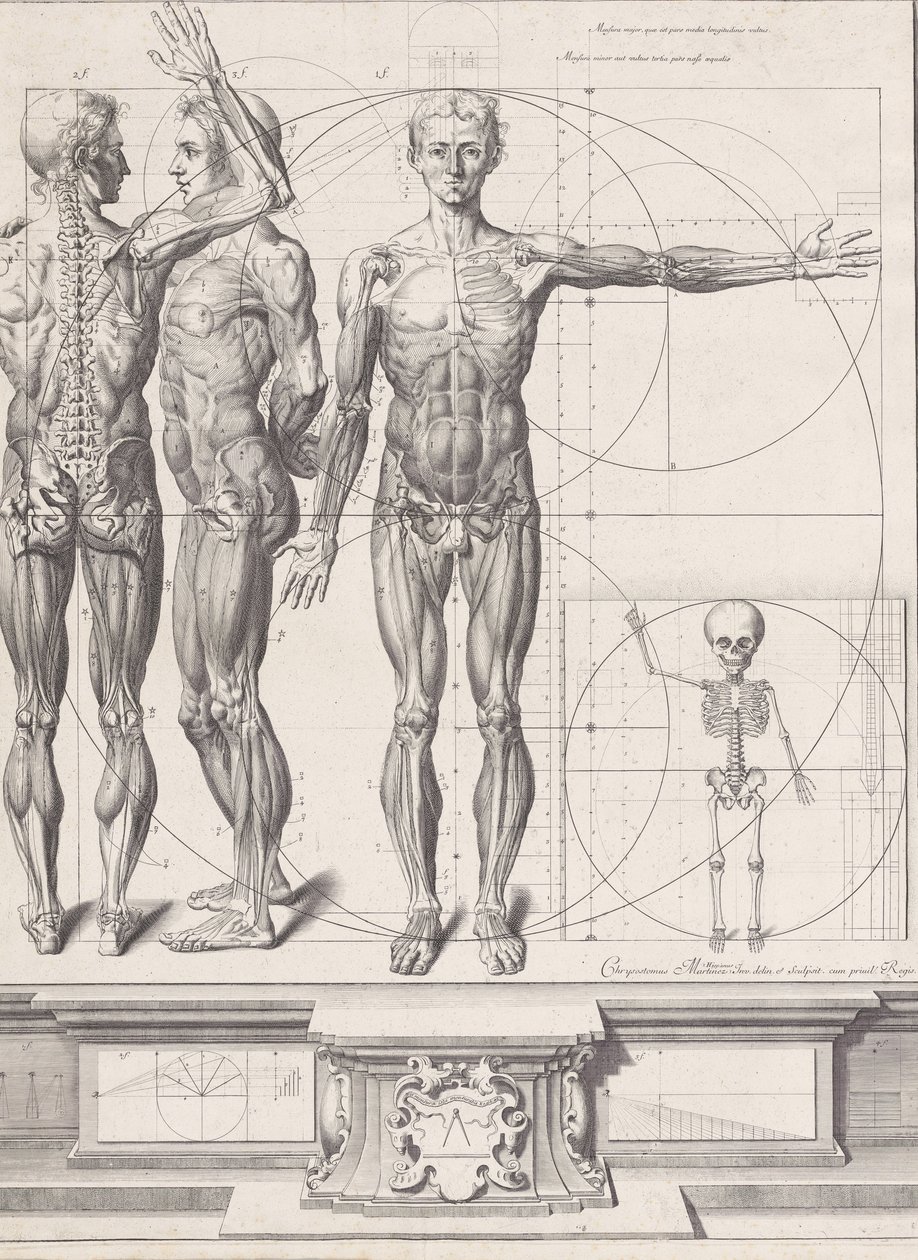 Deska pro ‚Atlas Anatomico‘ nezveřejněna, Deska ca. 1680-9..., Deska ca. 1680-94, vytištěno 1740. od Crisóstomo Martínez