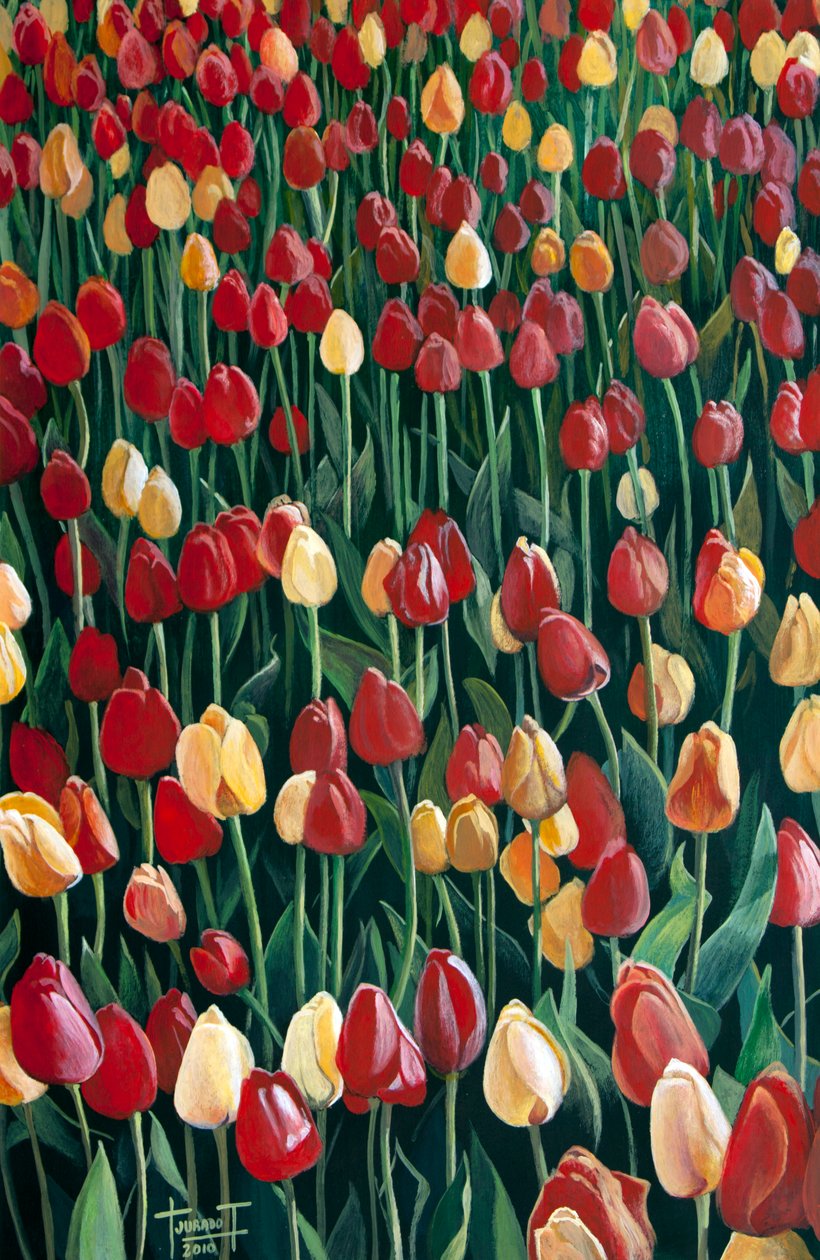Tulipány, 2010 (akryl na papíře) od Cruz Jurado Traverso