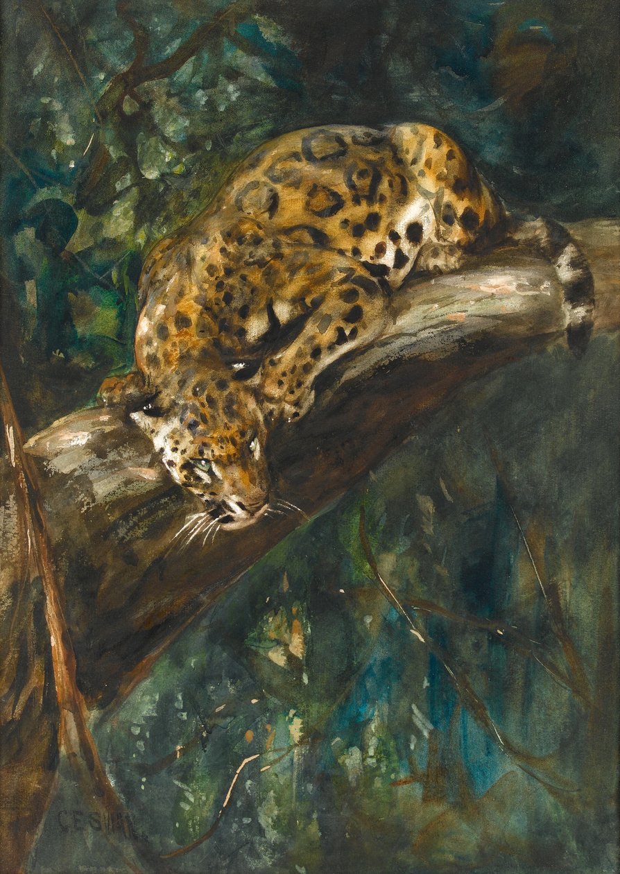 Panther na větvi (wc na papíře) od Cuthbert Edmund Swan
