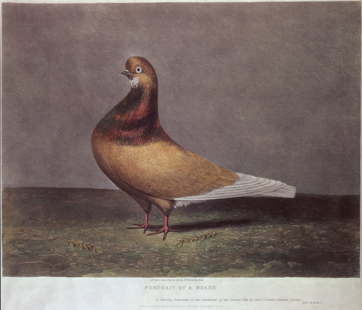 Portrét holuba vousatého od D. Wolsenholme