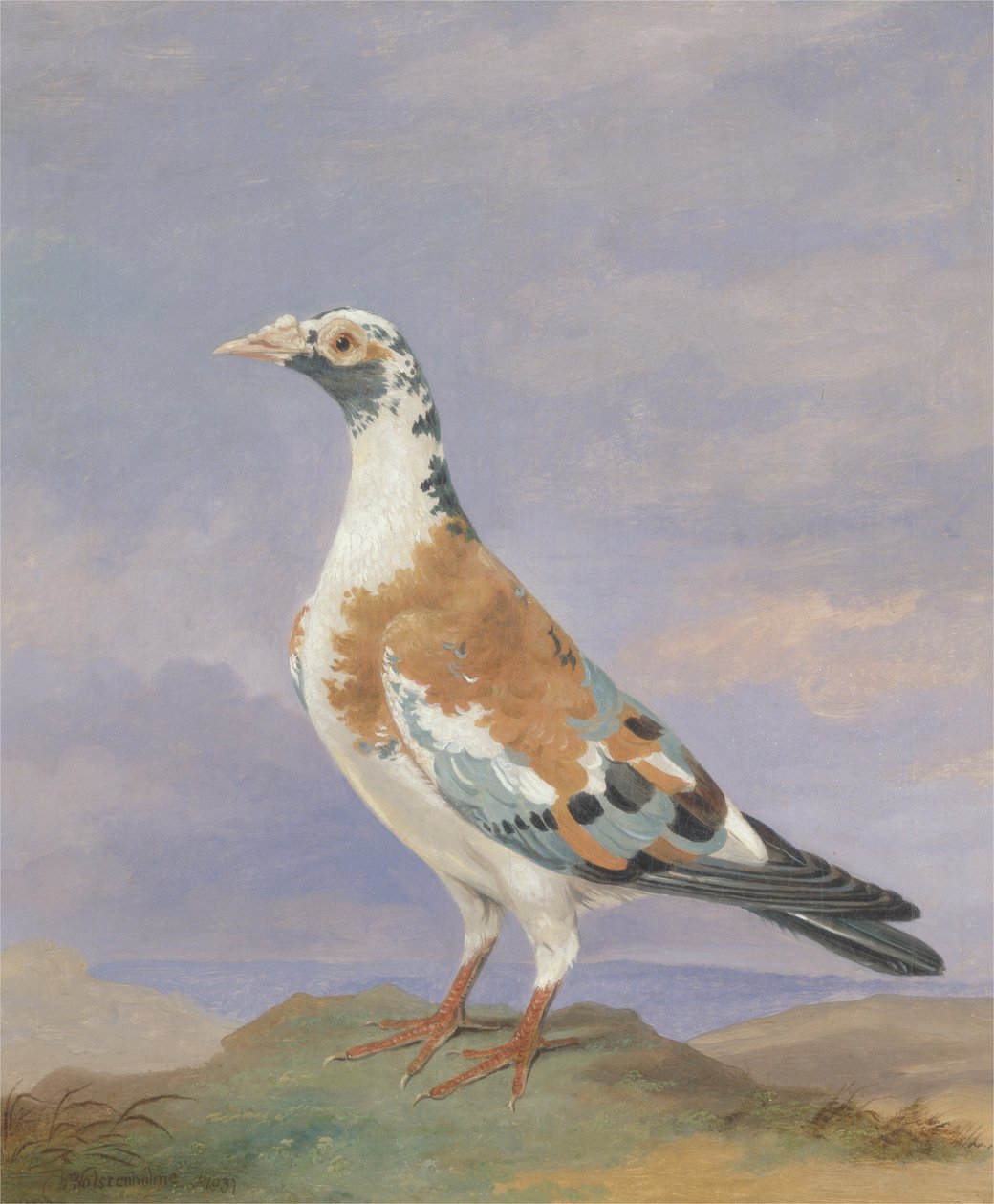Poštovní holub Grizzle od D. the Younger Wolstenholme