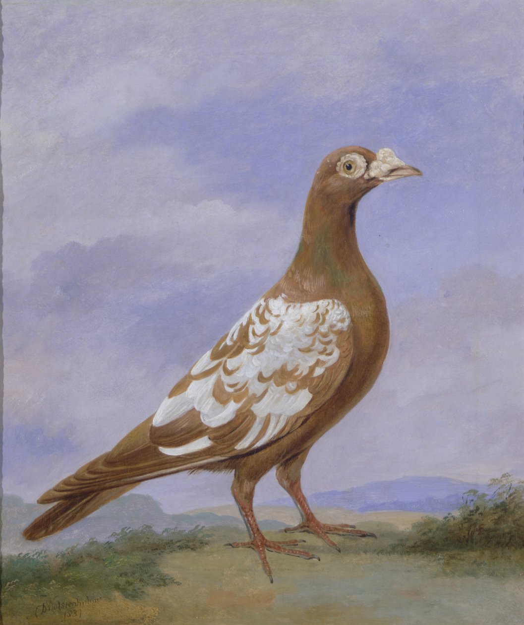 Poštovní holub červený od D. the Younger Wolstenholme