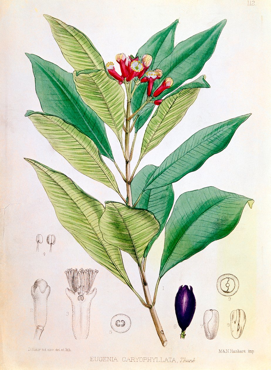 Hřebíček, poupě Syzygium aromaticum Eugenia carophyllata od D Blair