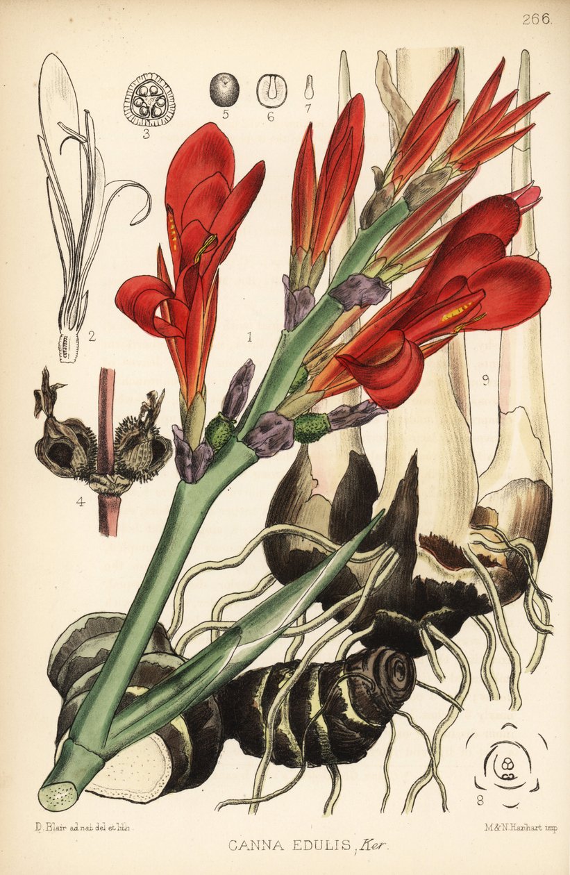 Indický panák, achira nebo meeru, Canna indica (Canna edulis). Ručně kolorovaná litografie od Hanharta podle botanické ilustrace Davida Blaira z Robert Bentley a Henry Trimen