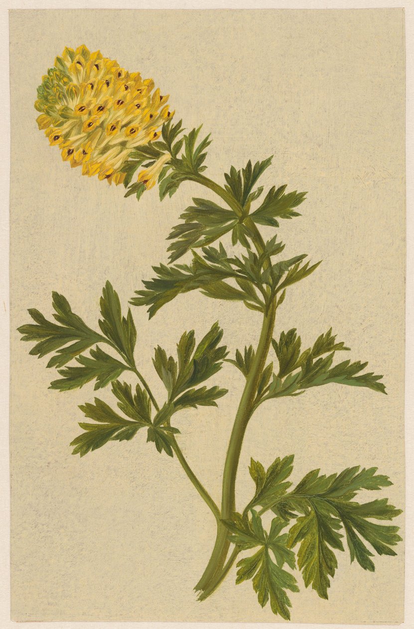 Větvička s květem Corydalis od D. van Alphen