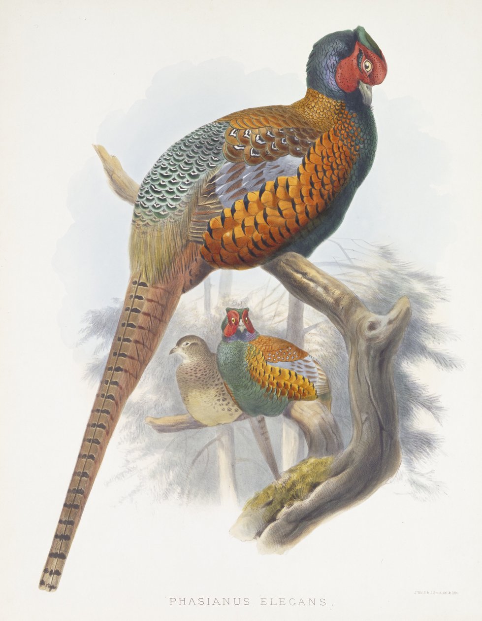 Phasianus Elegans (Bažant elegantní), 1870-1872 od Daniel Giraud Elliot