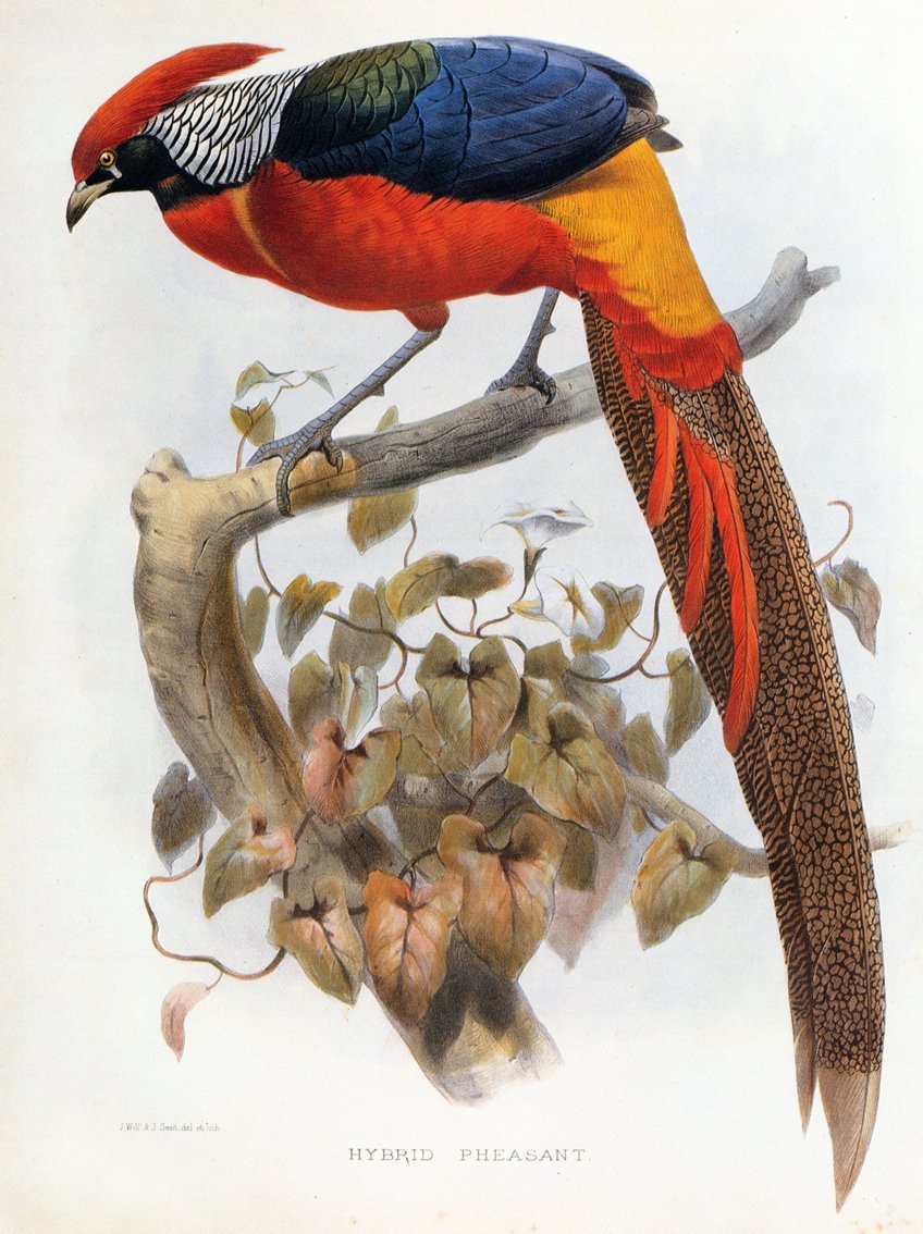 Bažant hybridní Chrysolophus pictus Chrysolophus amherstiae od Daniel Giraud Elliot