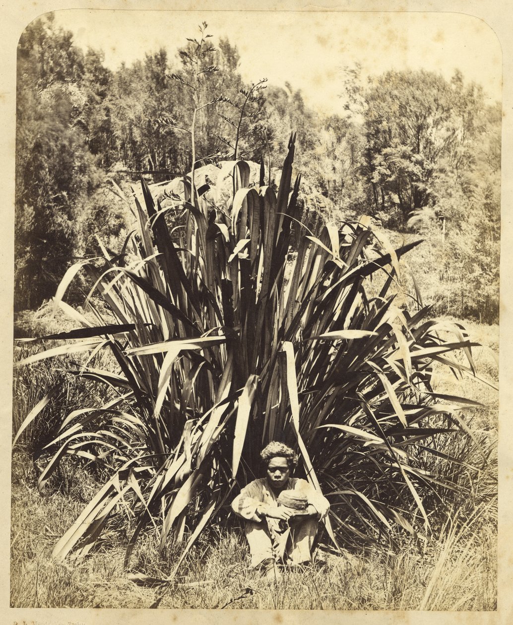 Studie lněného keře s domorodým chlapcem na řece Wairere, 1869 (tisk alba) od Daniel Louis Mundy