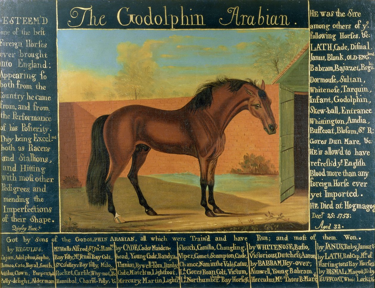Godolphin Arabian od Daniel Quigley