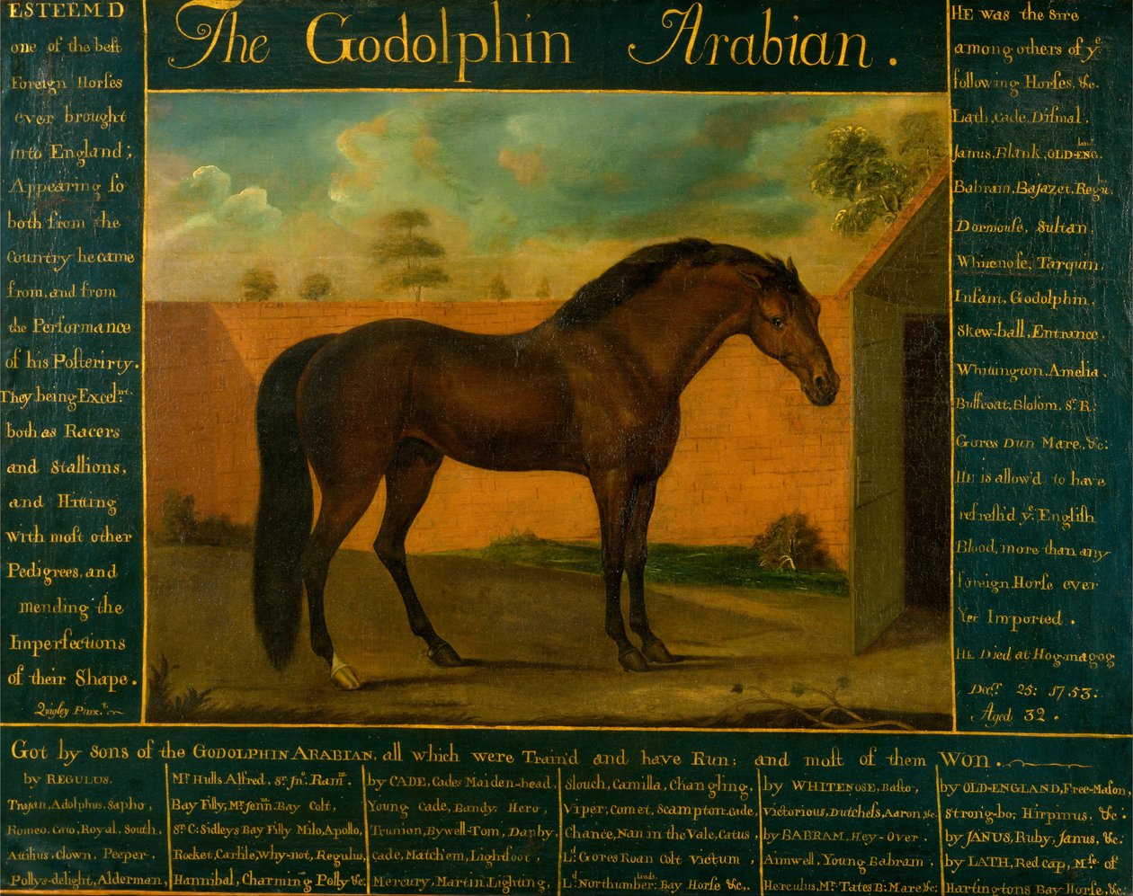 Godolphin Arabian od Daniel Quigley