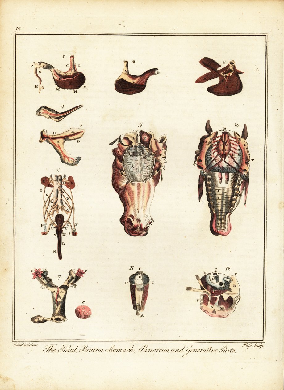 Anatomie koně. 1792 (rytina) od Daniel (after) Dodd