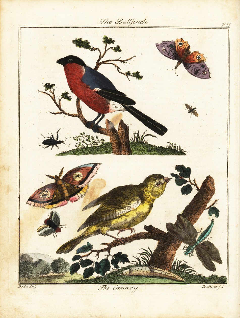 Hýl, kanárek, motýl, můra atd. 1792 (rytina) od Daniel (after) Dodd