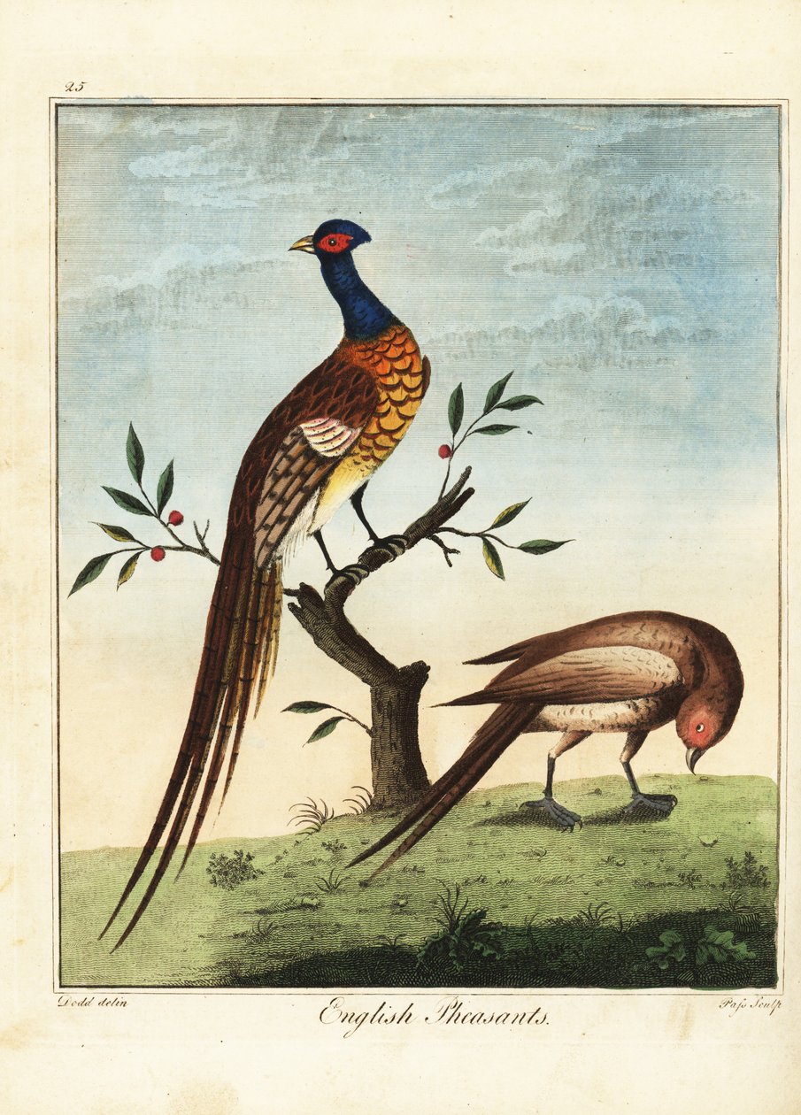 Angličtí bažanti, samec a samice. 1792 (rytina) od Daniel (after) Dodd