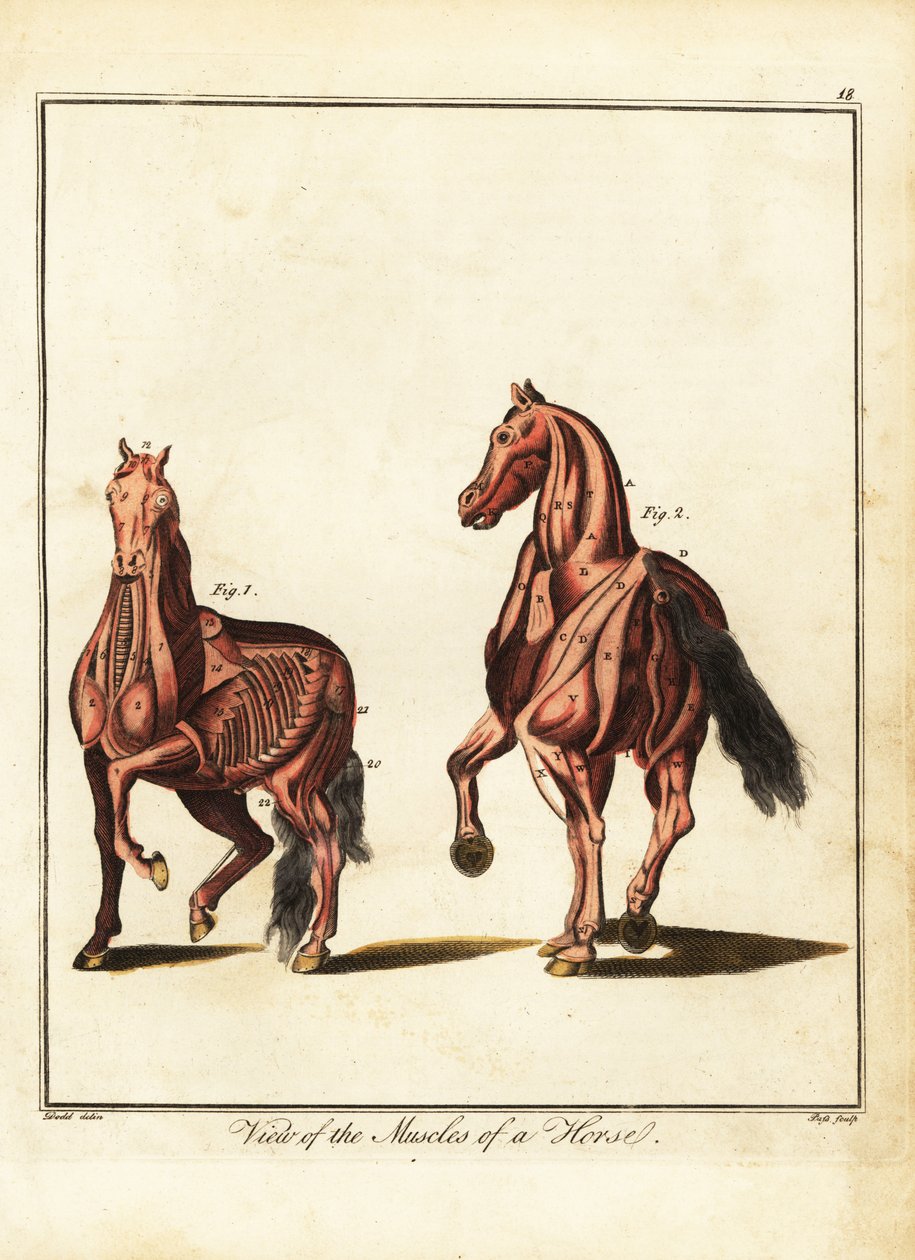 Svalstvo koně. 1792 (rytina) od Daniel (after) Dodd