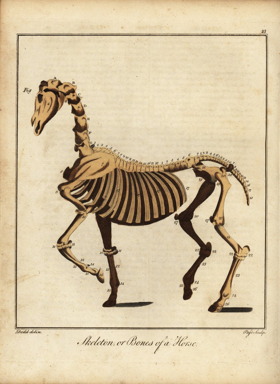 Kostra nebo kosti koně. 1792 (rytina) od Daniel (after) Dodd