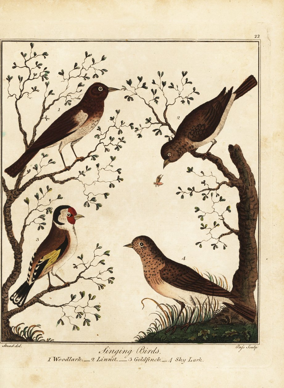 Pěvci: skřivan lesní, lín, stehlík, skřivan. 1792 (rytina) od Daniel (after) Dodd