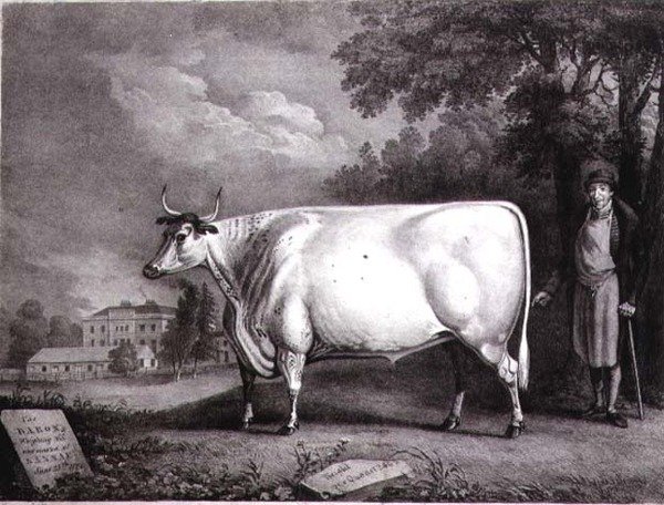 Baron, cenný shorthorn (The Nannau White Cow) vyrytý Charlesem Josephem Hullamandelem (1789-1850) 1824 od Daniel Clowes