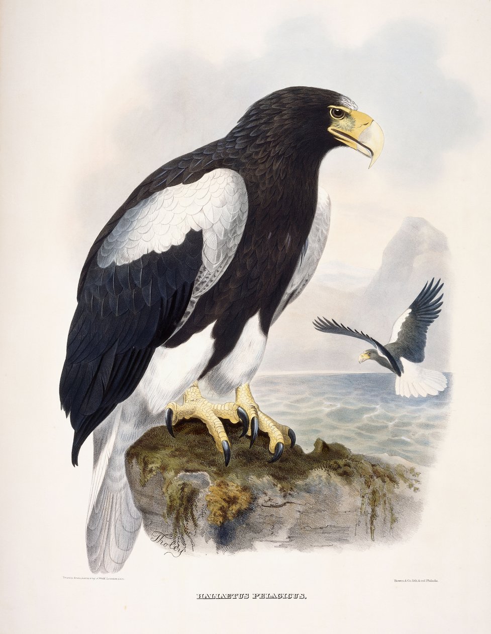 Haliaetus Pelagicus od Daniel Girard Elliot