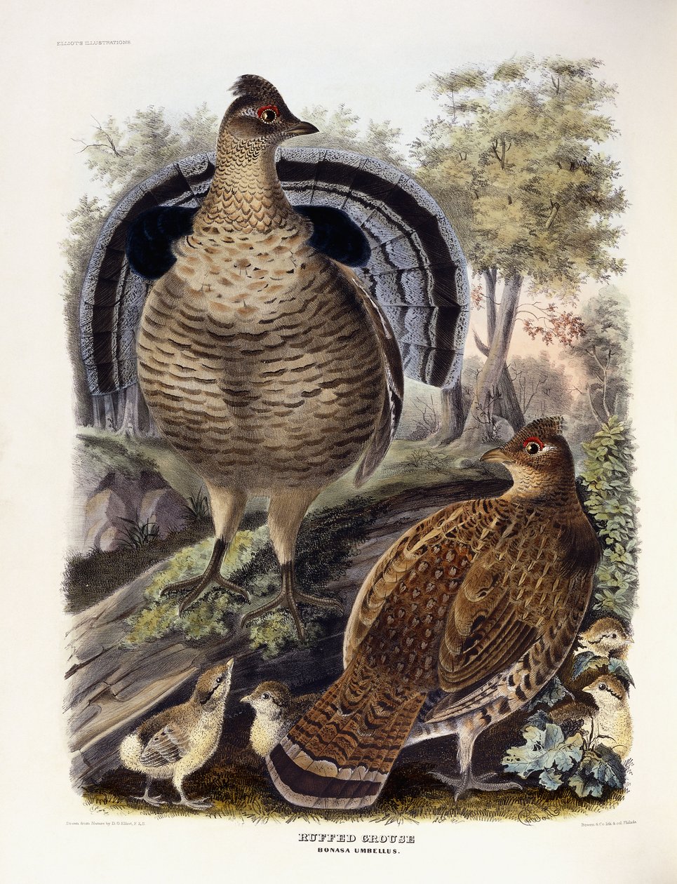 Ruffed Grouse, 1865 od Daniel Girard Elliot