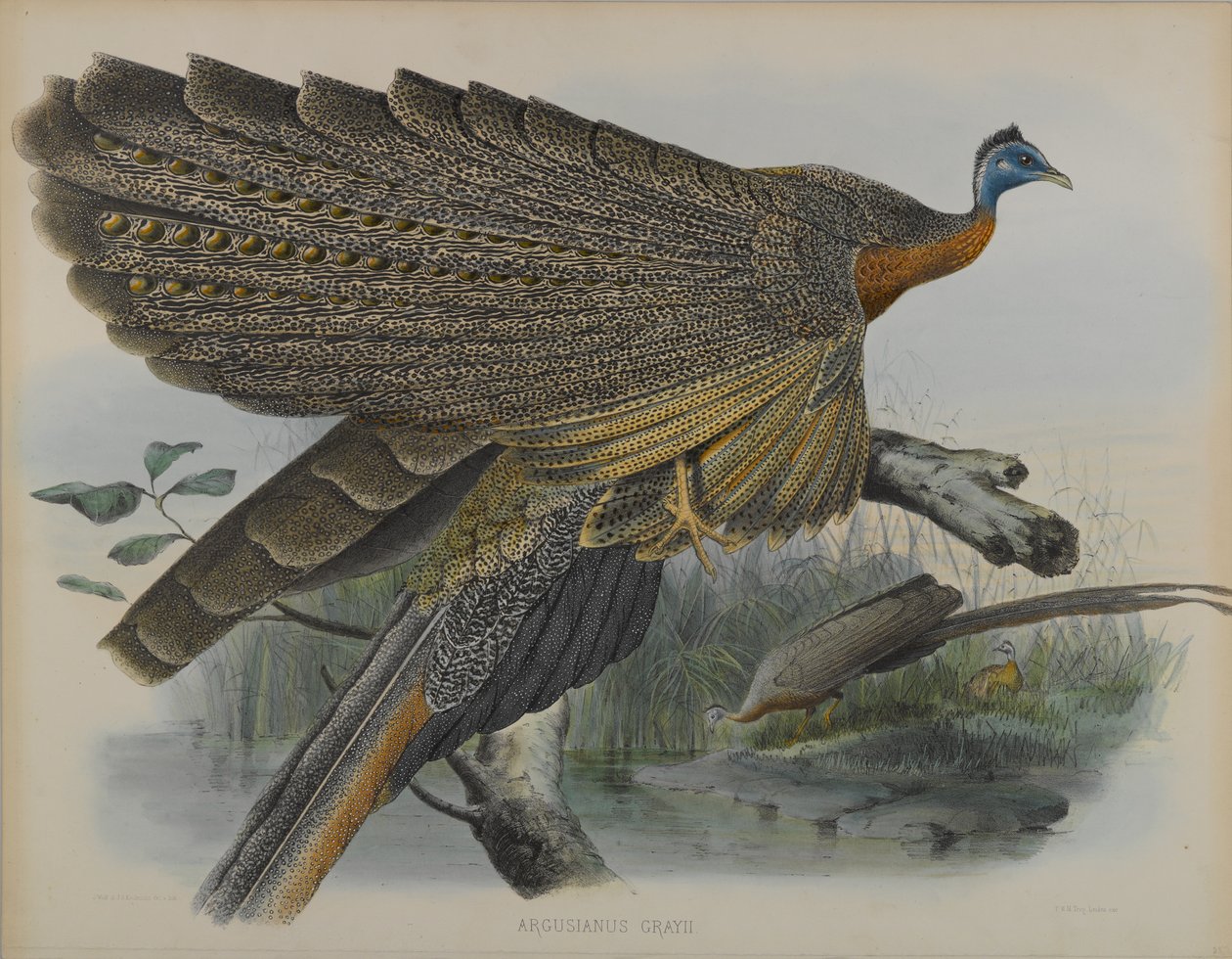 Argusianus Grayii (barevné lito) od Daniel Giraud and Gould John Elliott
