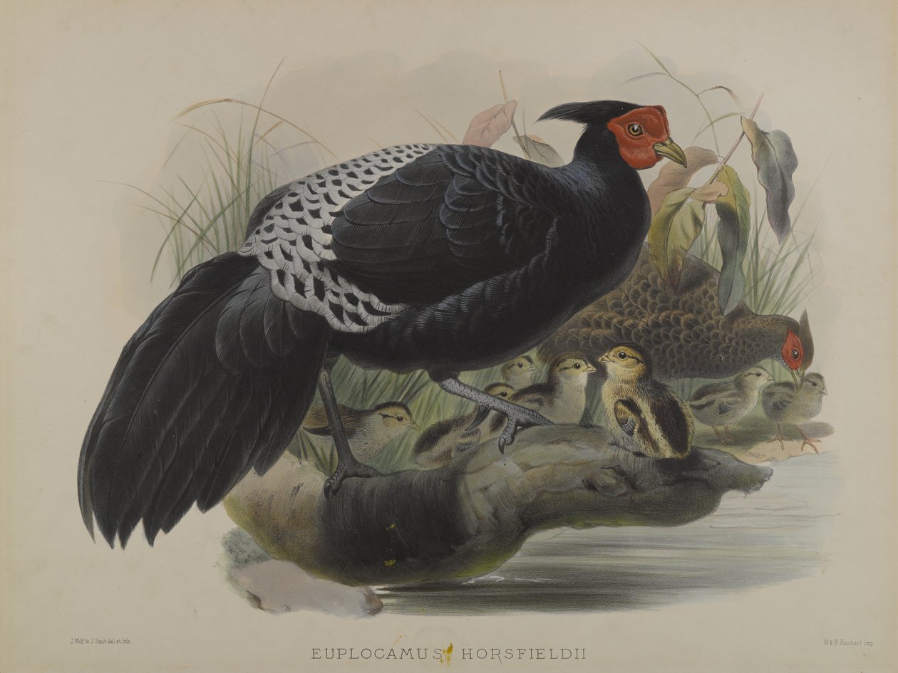 Euplocamus Horsfieldii (barevné lito) od Daniel Giraud and Gould John Elliott