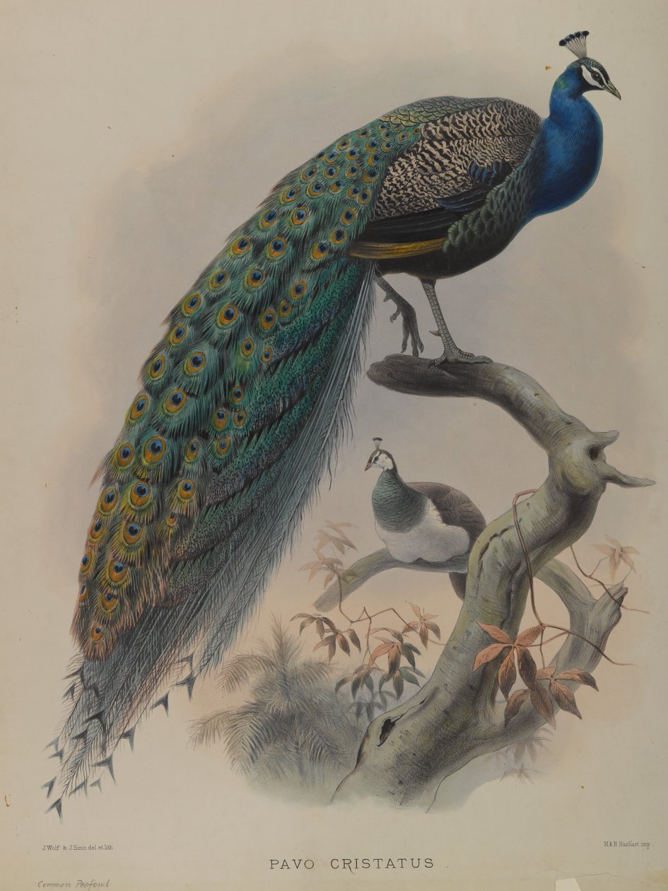 Pavo Cristatus - Páv obecný (barva lito) od Daniel Giraud and Gould John Elliott