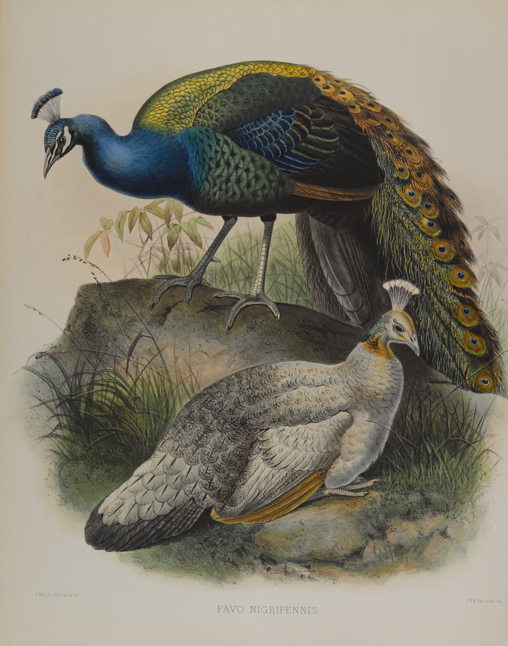 Pavo Nigripennis - hrachor hrachový (barva lito) od Daniel Giraud and Gould John Elliott