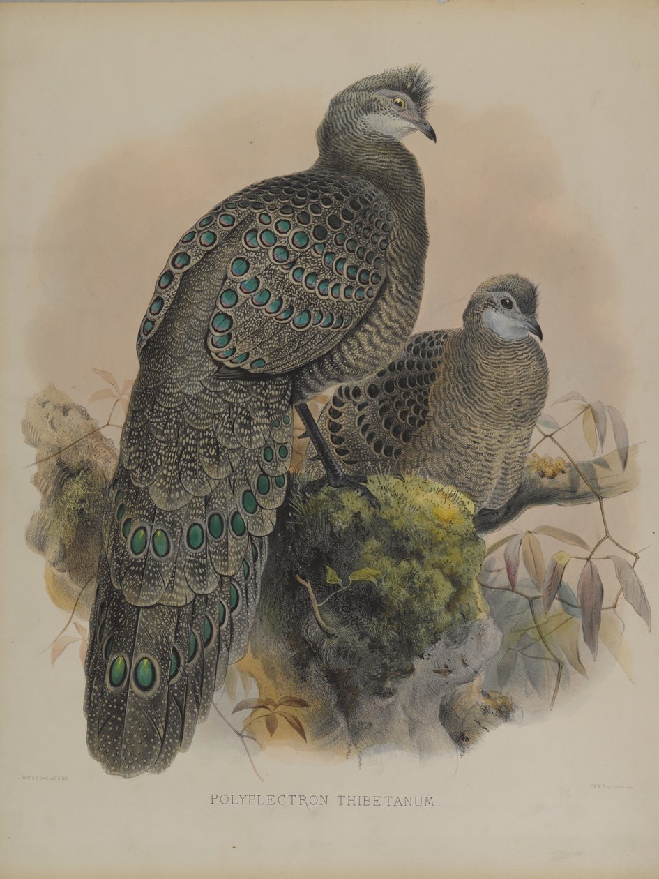 Polyplectron Tibetanum (barevná litografie) od Daniel Giraud and Gould John Elliott