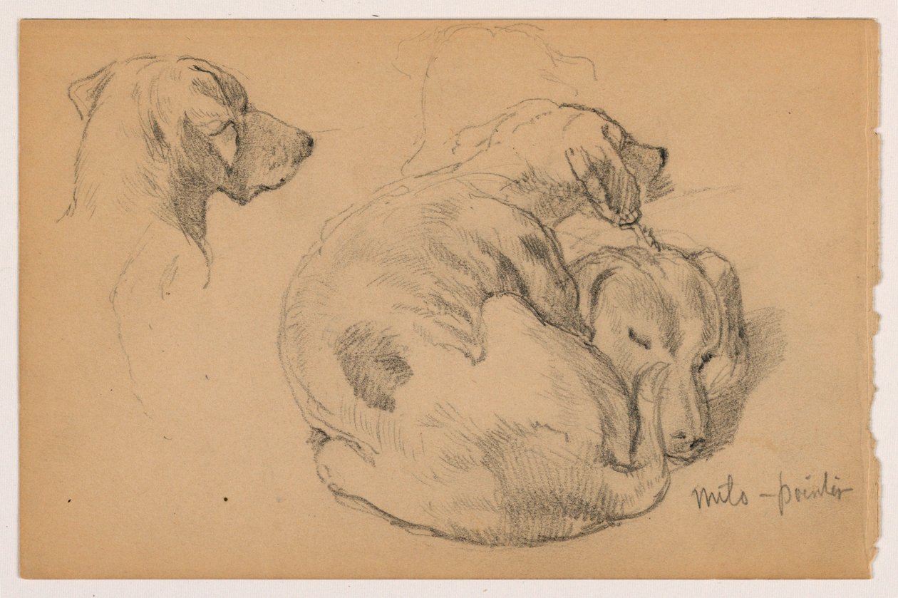 Kresba, Milo (pointer) Tři studie, Milo (pointer) Dvě studie, asi 1862 od Daniel Huntington
