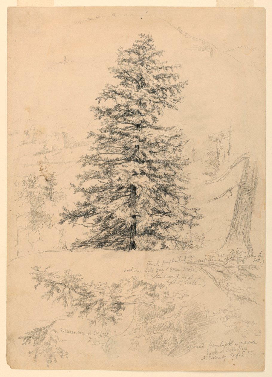 Kresba, Studie jedlovce, North Conway, New Hampshire, 6. srpna 1855 od Daniel Huntington