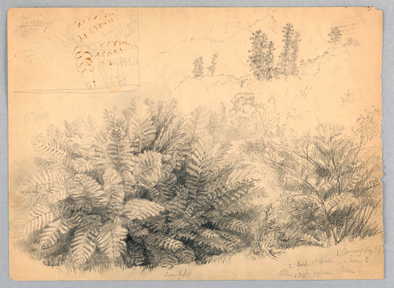 Ferns, North Conway, New Hampshire od Daniel Huntington