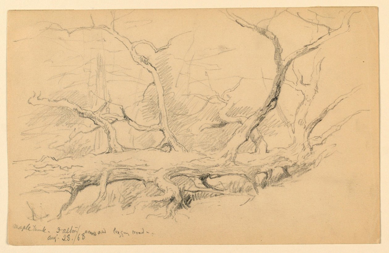 Maple Trunk, Přes Old Logging Road, Dalton od Daniel Huntington