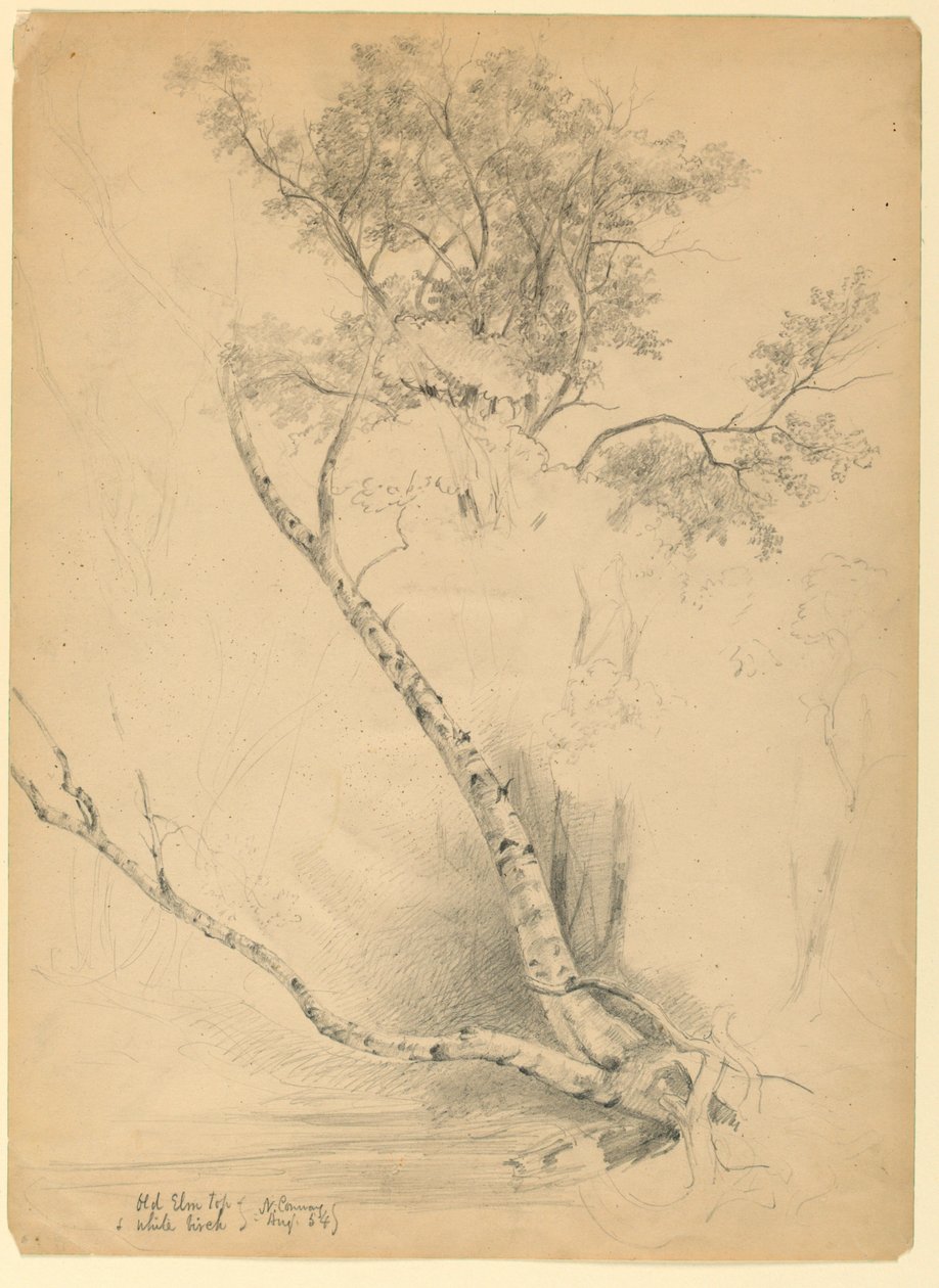 Old Elm Top a White Birch, North Conway, New Hampshire od Daniel Huntington