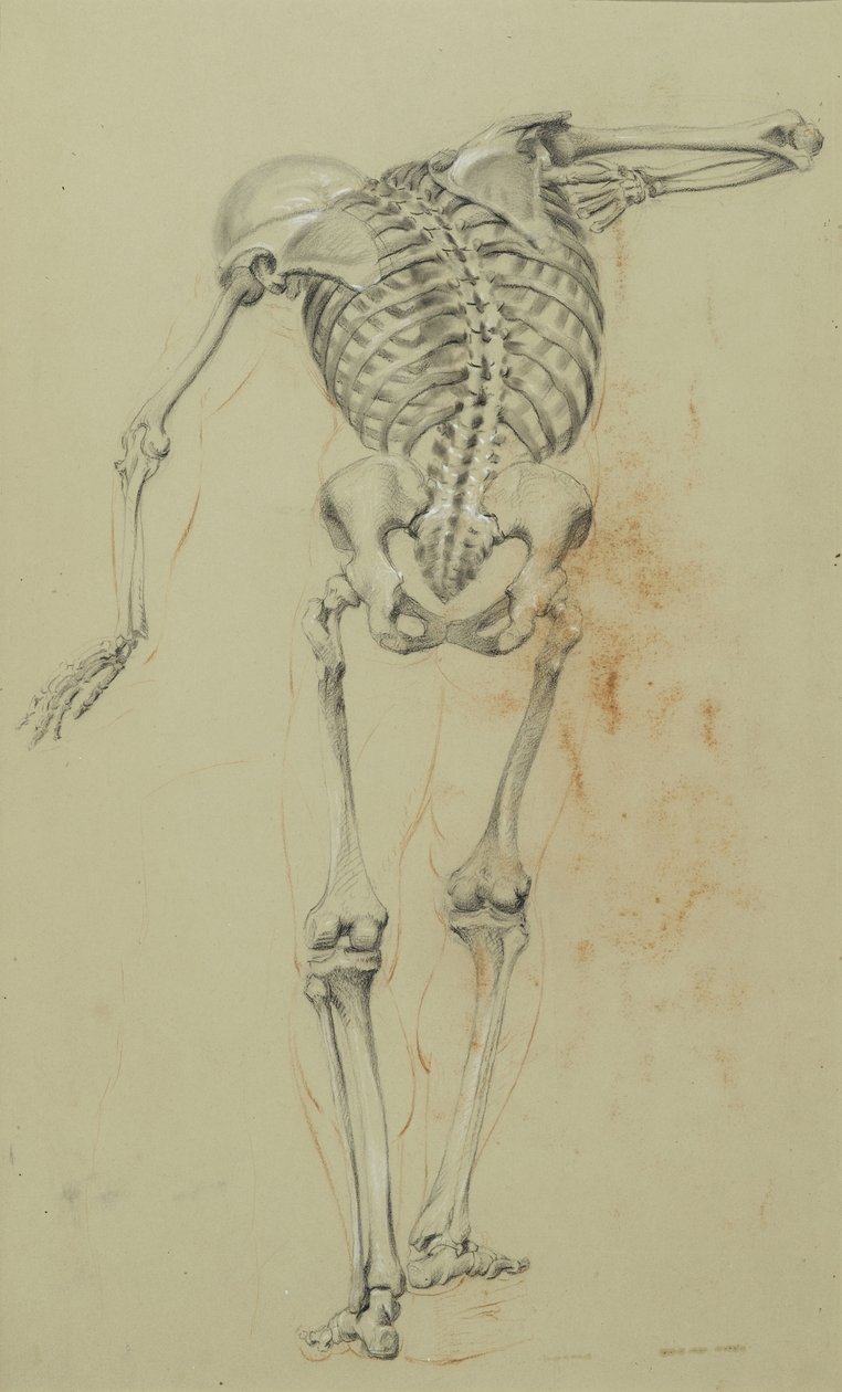Skeleton Study, cca 1848 (křída a pastelka na hnědém papíře připevněné na kartonu) od Daniel Huntington
