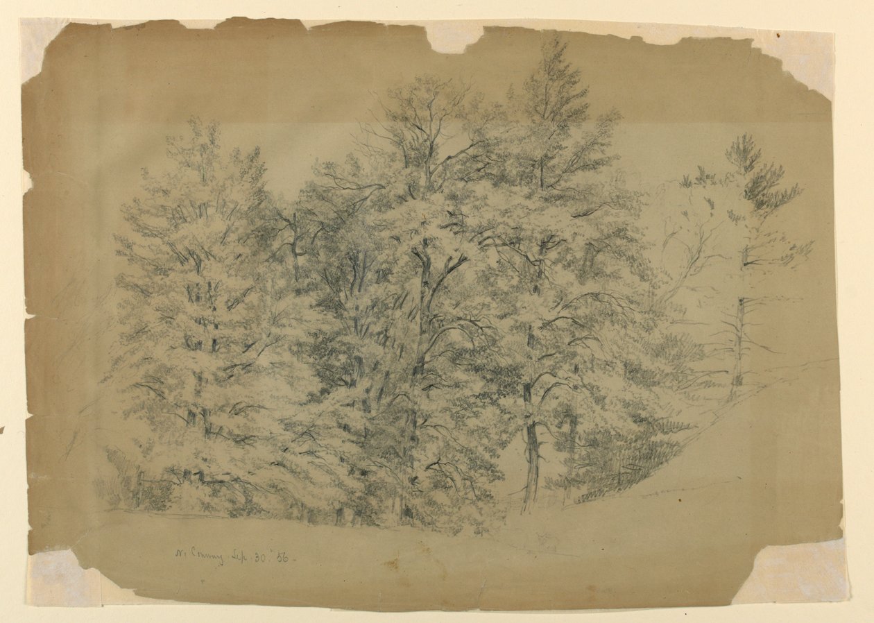 Studie stromů, North Conway, New Hampshire od Daniel Huntington