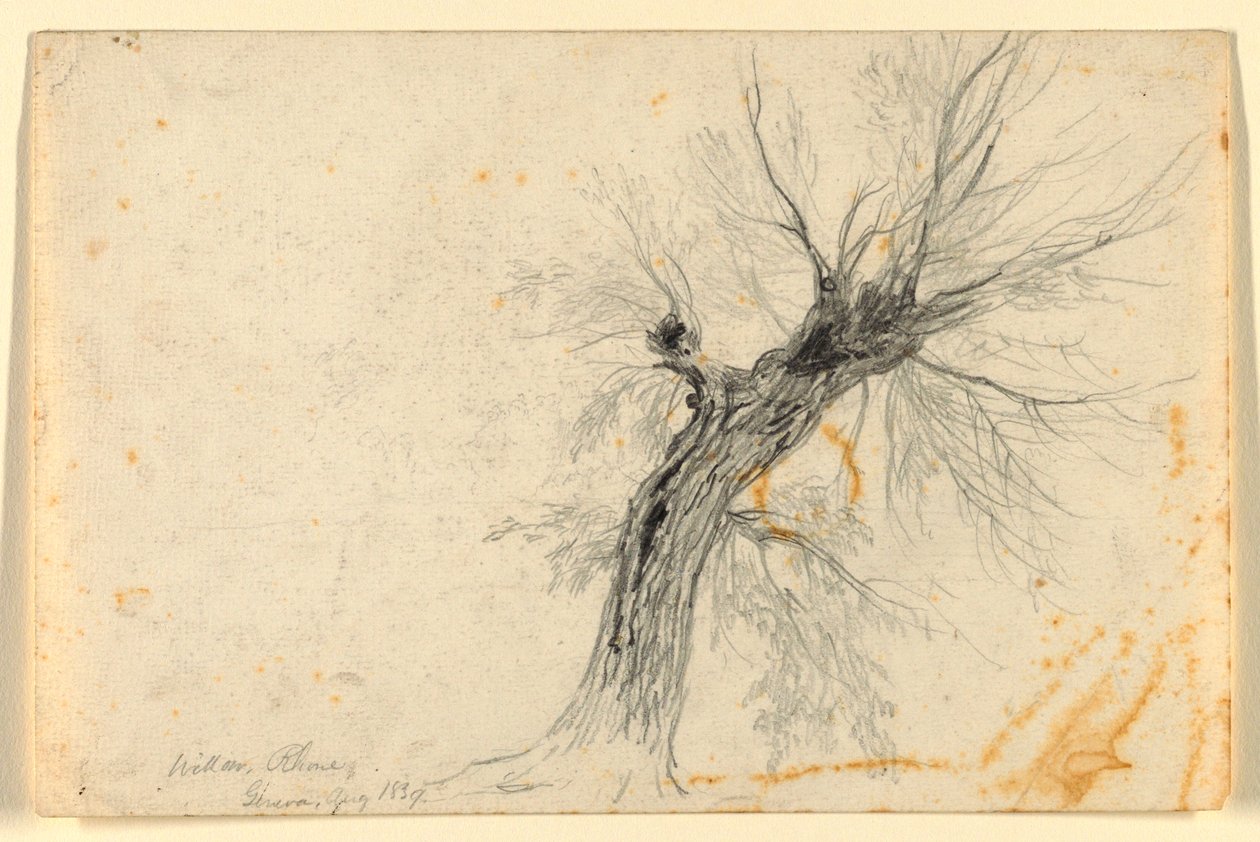 Willow na Rhôně, Ženeva, Švýcarsko od Daniel Huntington