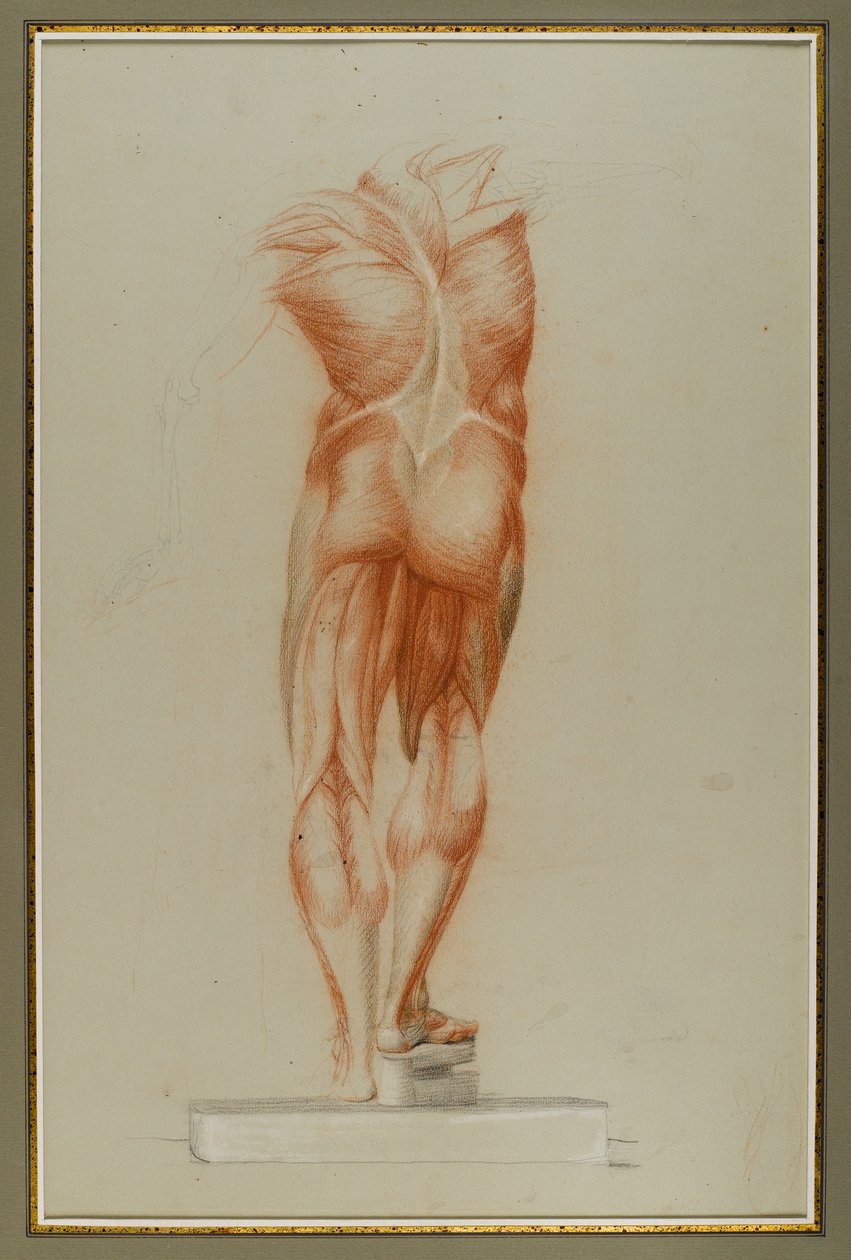 Écorché (Figure Study of Musculature), c.1848 (křída a grafit na papíře) od Daniel Huntington