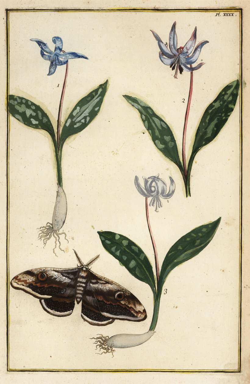 Fialka psího zubu nebo violka psí, Erythronium dens-canis a mol od Daniel Rabel