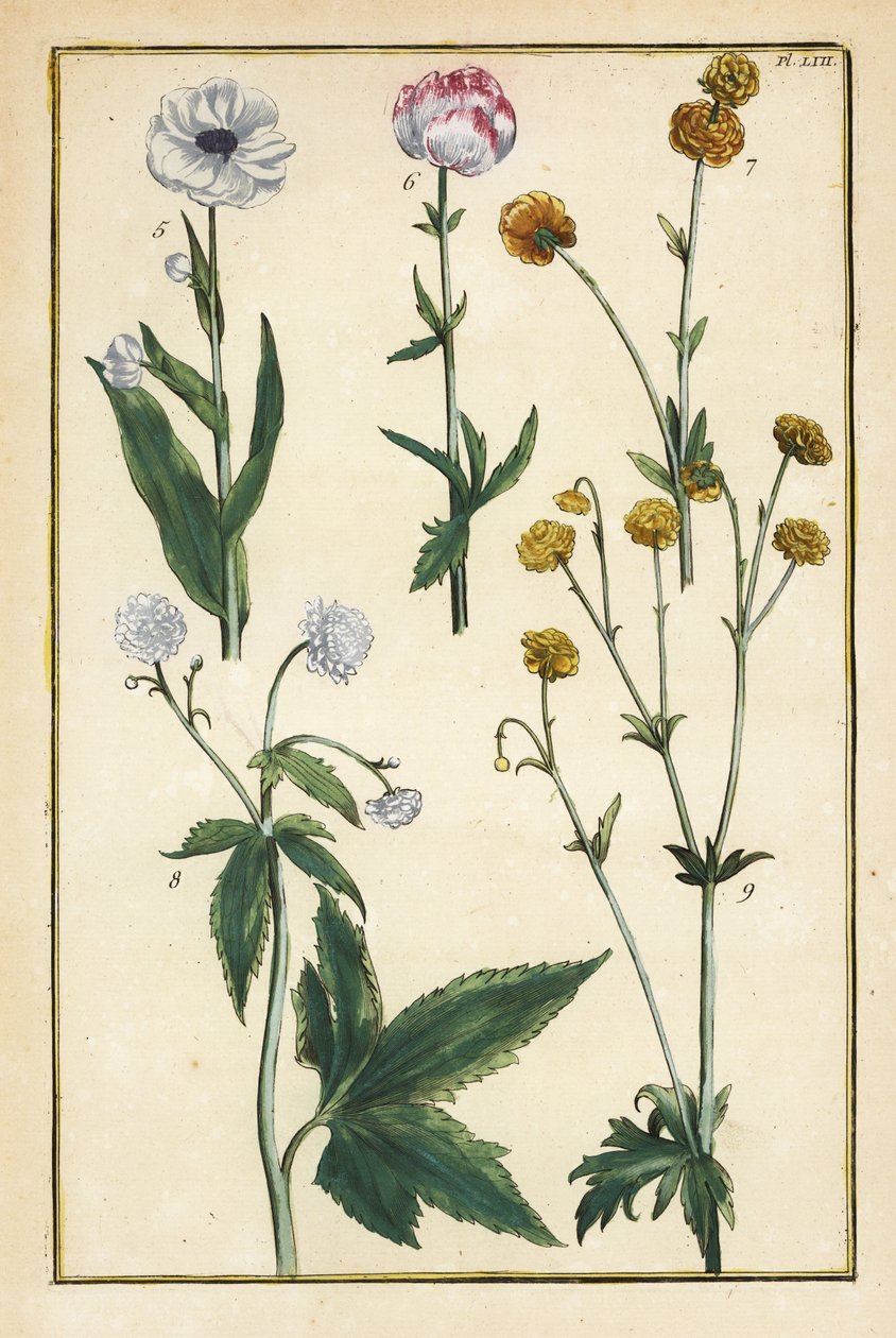Globe flower, Trollius europaeus a další druhy pryskyřníků, Ranunculus glacialis atd. od Daniel Rabel